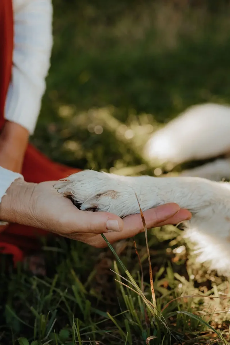 Eine Hand hält die Pfote des Hundes Semmy im Gras