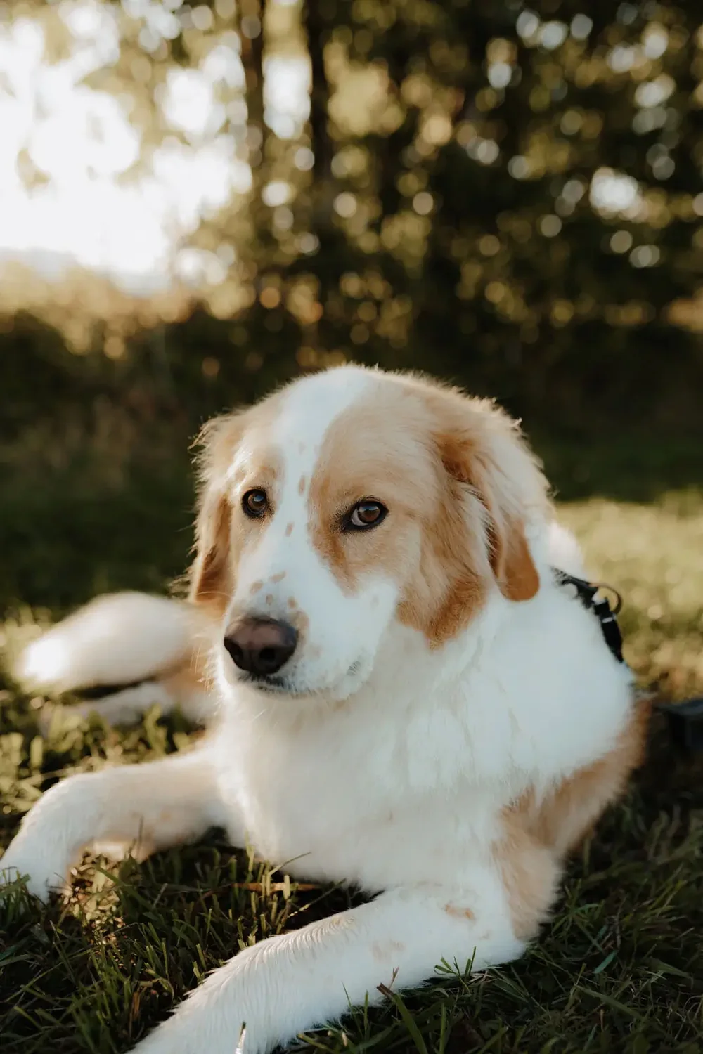 Der weiß-goldene Hund Semmy liegt im Gras und schaut in die Kamera