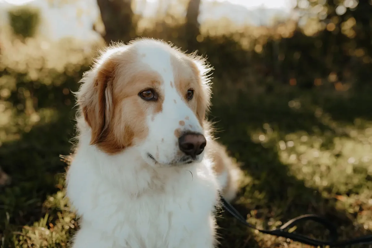 Der weiß-goldene Hund Semmy sitzt im Abendlicht auf einer Wiese und schaut zur Seite